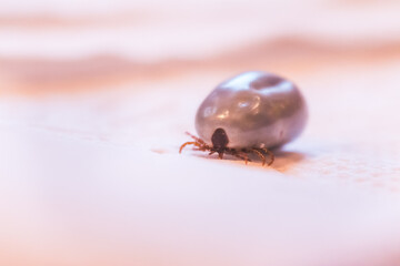 Blood filled tick: Macro close up of tick, infection disease