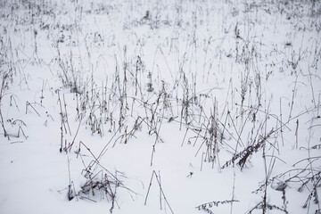 snow covered branches