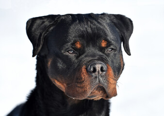 a strong rottweiler dog in the snow