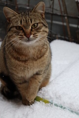 cat in the snow in the yard