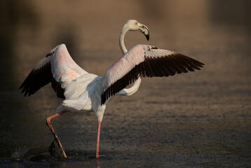 Greater Flamingo landing at Tubli bay in the morning, Bahrain