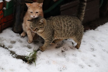 Naklejka na ściany i meble cat in the snow in the yard