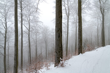 Wald Winter Schnee Bäume Nebel Dunst Buchen Stimmung Atmosphäre Fagus Stämme Äste Graustufen Baum Buche Zweige Jahreszeit Frost Sauerland Deutschland Landschaft Hintergrund mystisch