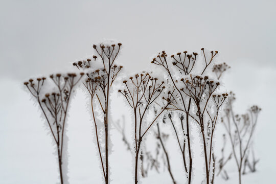 Wildkräuter Winter Frost Wiese Schnee Eis Kristalle Makro Nahaufnahme Natur bedeckt Kalt eisig Blütenstand Dolde Sauerland Deutschland Symbol verwelkt Niedergang Tod überdauern Struktur Silhouetten 