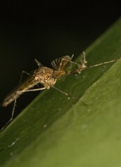 Little mosquito on a leaf