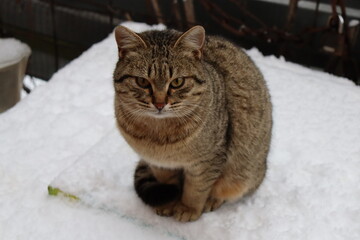 Fototapeta premium cat in the snow in the yard