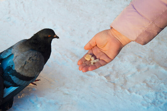 man feeds pigeon bread in winter in the snow. High quality photo