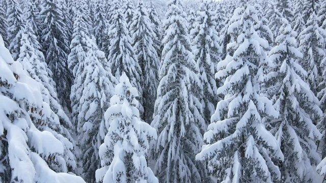 ein tief verschneiter wald aus der vogelperspektive draufsicht bei eisig kalter athmosph&auml;re