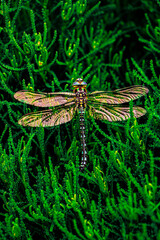 dragonfly sitting on green grass