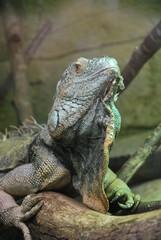 zoo 12