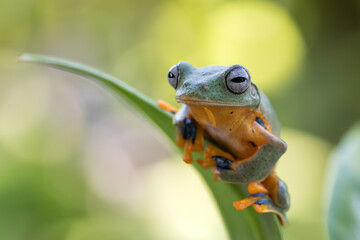 Green tree frog on a leaf