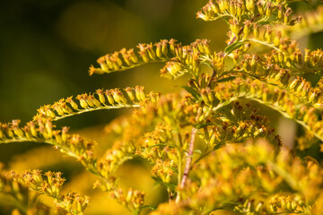 Fototapeta na wymiar flowering inflorescence of the Canadian goldenrod in the sunlight closeup
