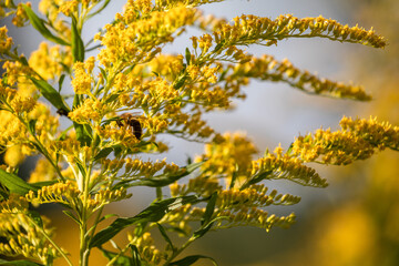 flowering Canadian goldenrod with a bee in the sunlight closeup