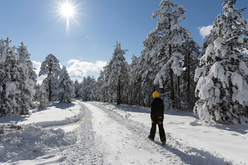 winter mountain landscape. Boy walking into the pine forest covered with snow