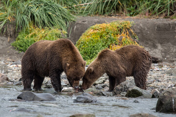 Zwei junge  Grizzlybären beim Fressen von Lachs an einem Bach in der Wildnis Alaskas