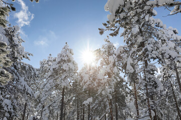 Sunrise in winter snow forest