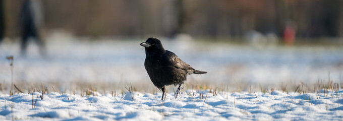 A crow bird walking on snow