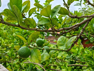 A small lemon tree in the garden.