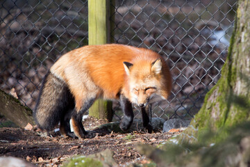 Orange fox