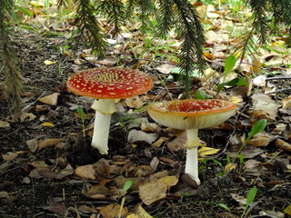 Two red toadstools, big and small, against the background of dry leaves in the forest and spruce....
