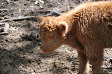 Fototapeta premium zoo 35