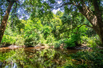 the dense jungle of Taman negara in Maleisia