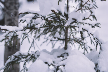 Snow On The Spruce Tree Branch