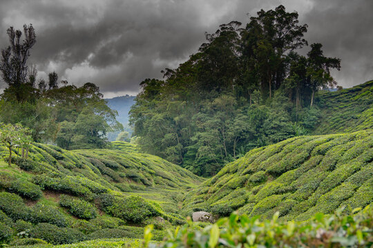 cameron highlands  thea fiels