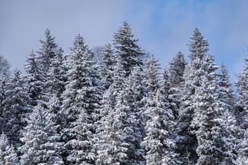 Snowy Spruce Trees