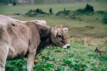 Cow in the mountains in Switserland