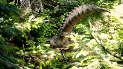 Alpine ibex (Capra ibex) at Benediktenwand mountain, Bavaria, Germany