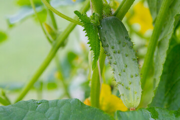 Mature cucumbers in the greenhouse hanging on a branch
