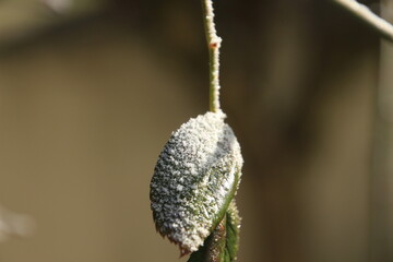 Feuille de rosier givrée
