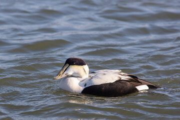 Common Eider drake - Somateria mollissima