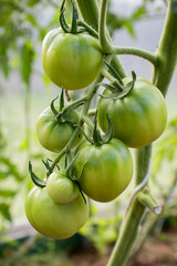 Immature tomatoes grow in a close-up greenhouse. concept of farming eclolgically clean vegetables