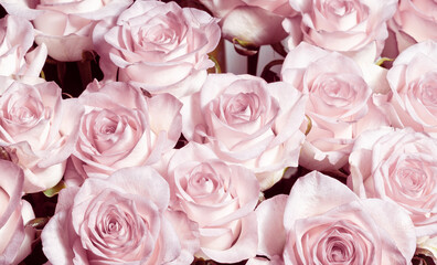 Light pink roses background. A bouquet of beautiful and selective roses. Rose as a symbol of love and beauty