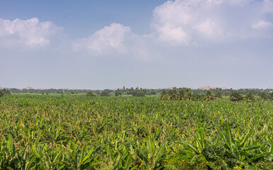Fototapeta na wymiar Hampi, Karnataka, India - November 5, 2013: Rich green agricultural land around Kamalapura Lake, under blue cloudscape. Young green banana plantation up front.