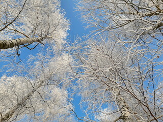 Zimowe korony drzew na tle błękitnego nieba
