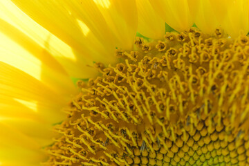 Sunflower Stamen Macro