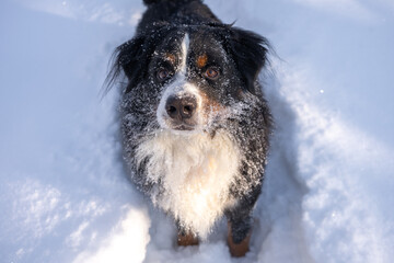 bernese mountain dog covered with snow lying in the big snow drifts