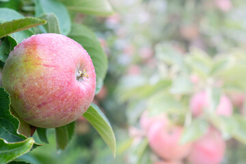 Fresh ripe Red Apples Growing on Branch