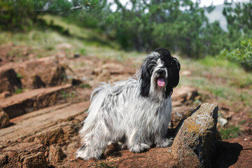 Fototapeta premium Tibetan terrier dog stands calmly on mountain cliff looking at camera with beautiful evergreen trees behind him. Selective focus, copy space