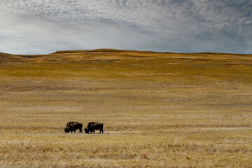 Fototapeta na wymiar Buffalo roaming the prairie