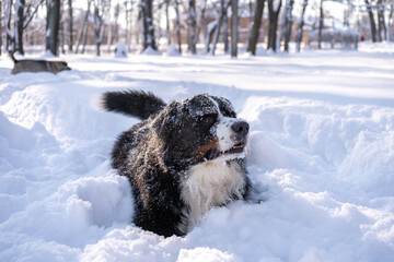 bernese mountain dog covered with snow walking through the big snow drifts. a lot of snow on winter streets