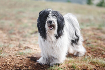 Naklejka na ściany i meble Portrait of Tibetan terrier dog standing on rocky mountain road while looking at camera. selective focus