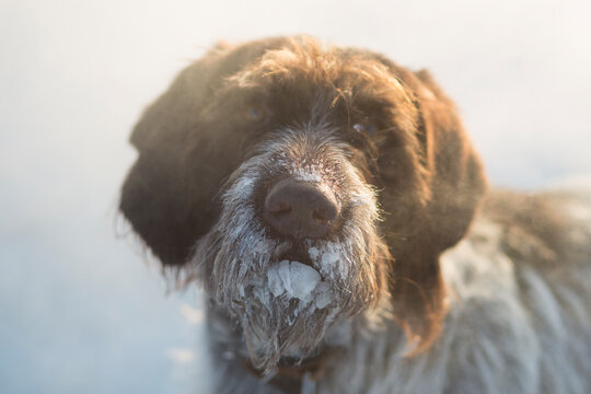 Drathaar. Hunting dog in winter in severe frost.