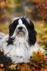 Portrait of Tibetan terrier dog lying on lawn with colorful maple leaves and looking at camera.  Selective focus, copy space