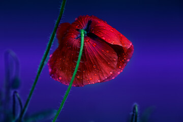 Red Poppy flower. Red Poppy flower with water drops. delicate red poppy flower in the drops of rain