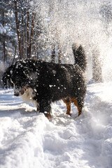 bernese mountain dog covered with snow walking through the big snow drifts. a lot of snow on winter streets