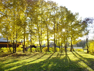 Fototapeta premium Autumn in the park and on the streets, yellow leaves,birches. Walking through the city streets and alleys of the